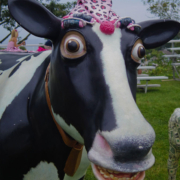 all the cows....lmao