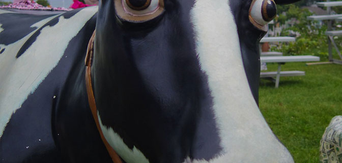 all the cows....lmao