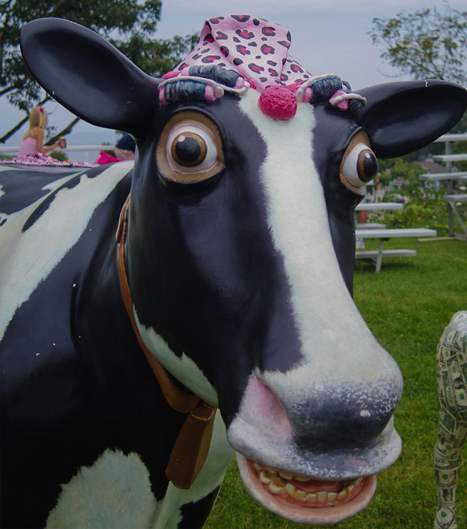 all the cows....lmao